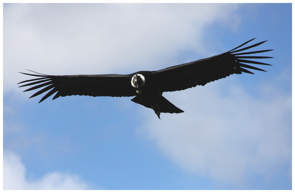 Andenkondor -Vultur gryphus