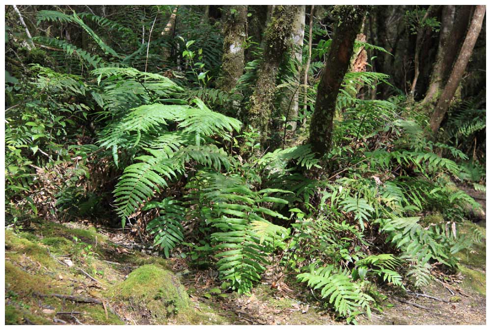 Costilla de Vaca, Quilquil, Palmilla, Blechnum chilense