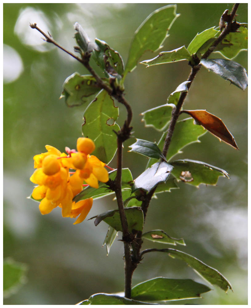 Berberis darwinii, Calafate, Michay