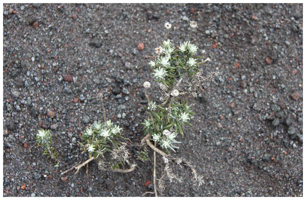 Osorno: Flora am Vulkan