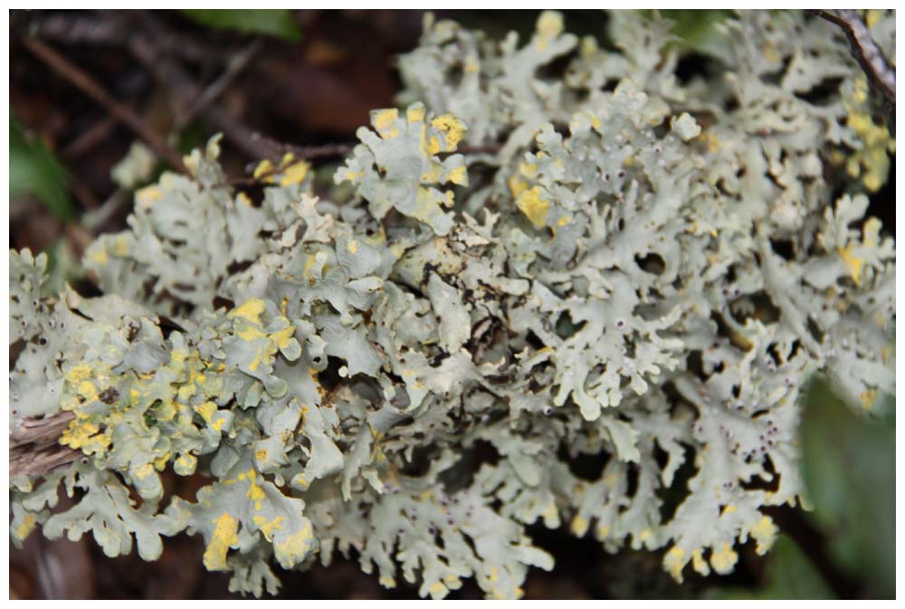 Osorno: Flora, Flechten, Pseudocyphellaria berberina