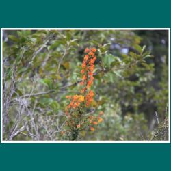 Berberis darwinii, Calafate, Michay