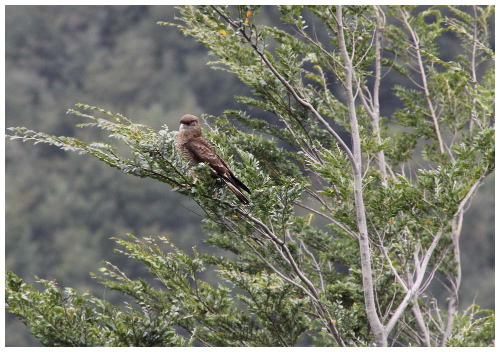 Tiuque, Chimango, Chimangokarakara, Chimango Caracara, Milvago chimango