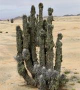 Nationalpark Pan de Azucar