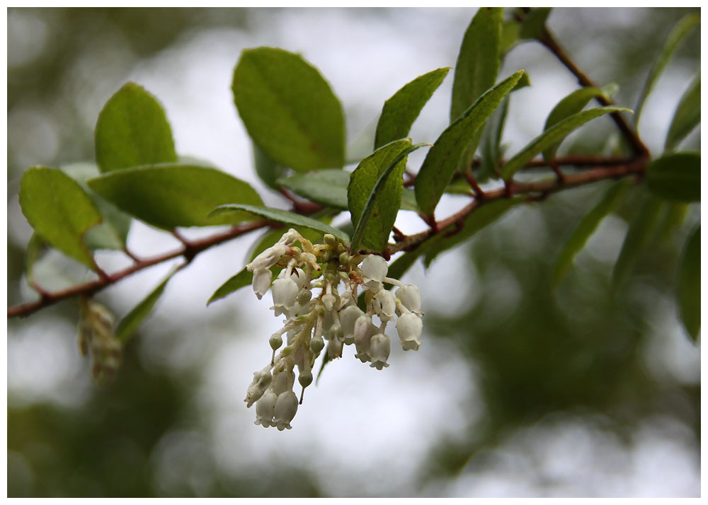 Gaultheria phillyreifolia - Chaura común