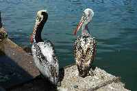 Pelikane beim Fischmarkt in Valdivia