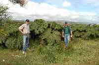 Riesenrhabarber im Parque Nacional de Chiloe