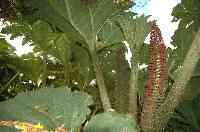 Nalcas (Gunnera tinctoria) im Parque Nacional de Chiloe