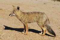 Wüstenfuchs in der Atacama