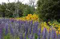 Ginster und Lupinen bei Villa La Angostura