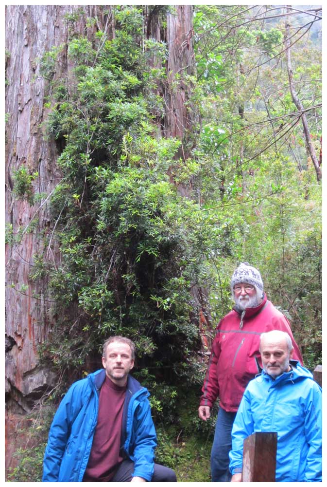 Fitzroya cupressoides im Nationalpark Alerce Andino