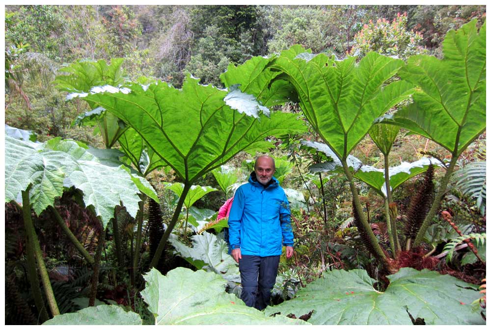 Nalcas im Nationalpark Alerce Andino