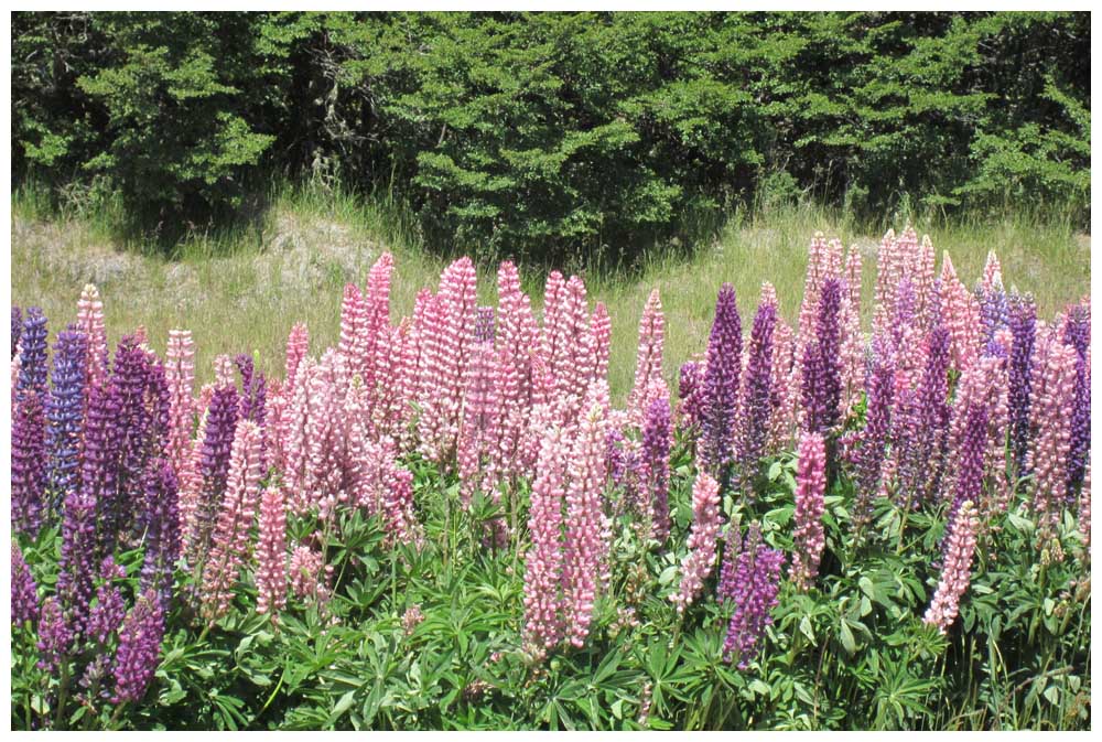 Lupinen am Straßenrand auf der Fahrt nach El Bolsón