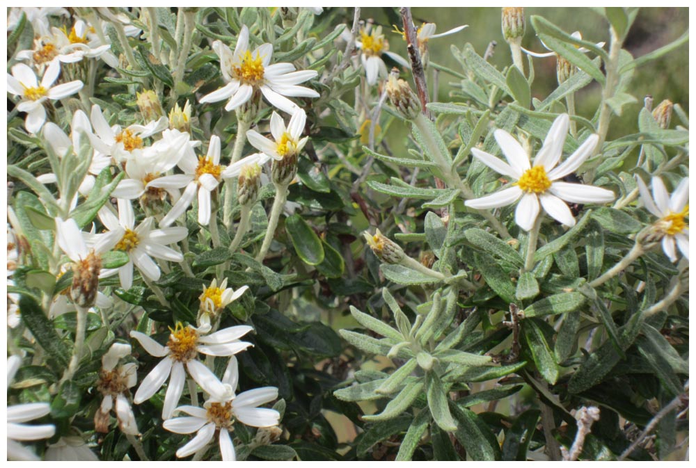 Romerillo, Chiliotrichum diffusum