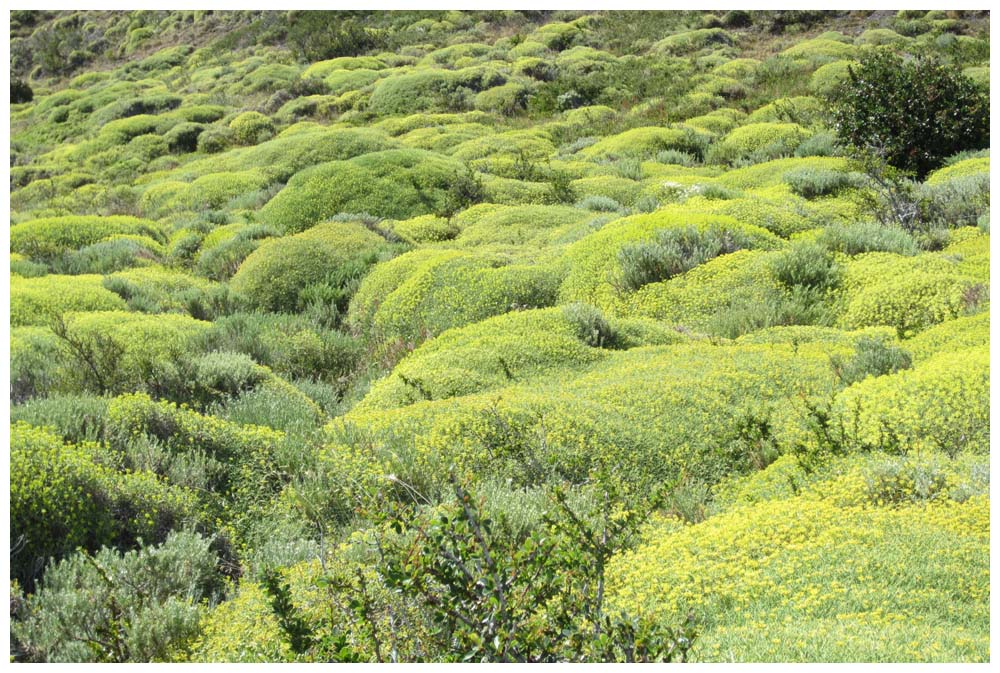 Matabarrosa, Mulinum spinosum