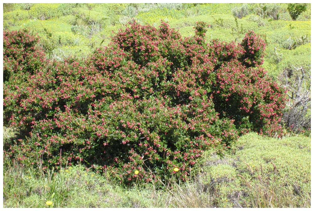 Siete Camisas, Escallonia rubra im Nationalpark Torres del Paine