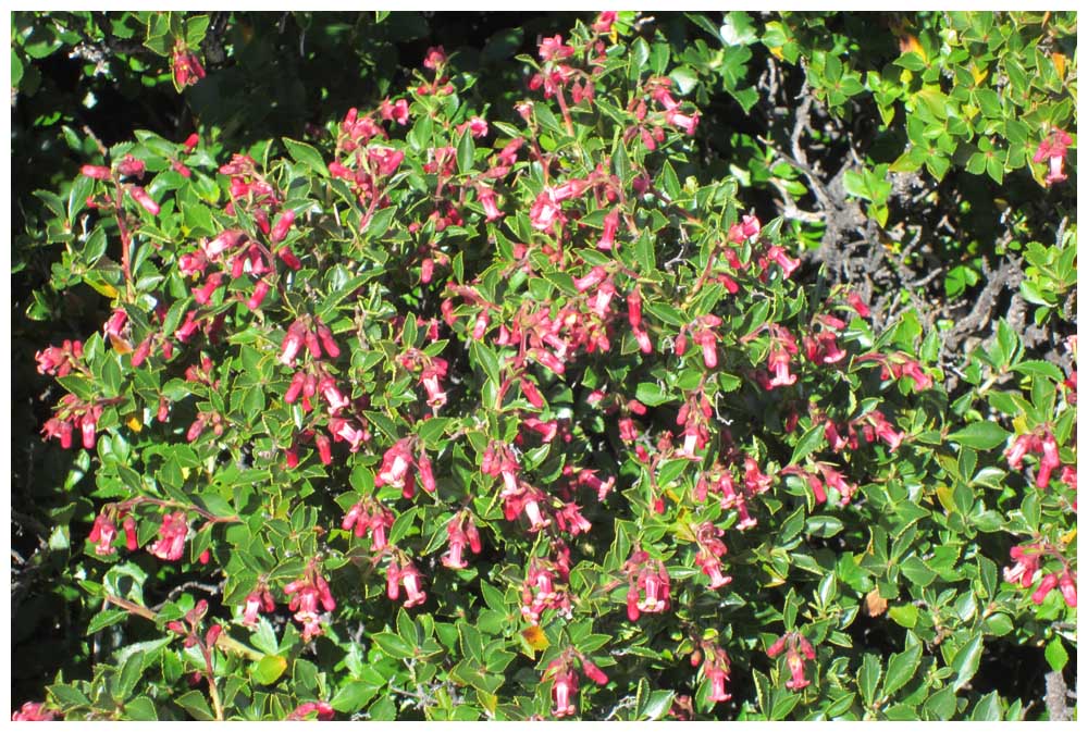 Siete Camisas, Escallonia rubra im Parque Nacional Torres del Paine