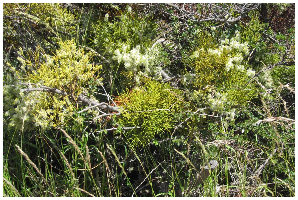 Flora im Torres-del-Paine-Nationalpark