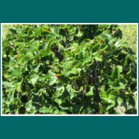 111222027-Zarzaparrilla-Ribes-magellanicum.jpg
