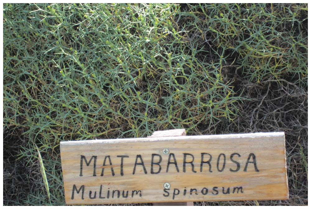 Matabarrosa, Mulinum spinosum im Nationalpark Torres del Paine