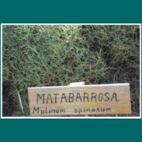 111222028-Matabarrosa-Mulinum-spinosum.jpg
