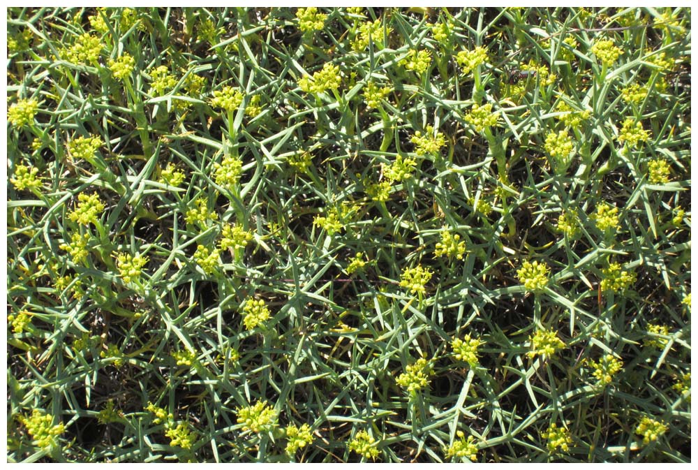 Matabarrosa, Mulinum spinosum im Parque Nacional Torres del Paine