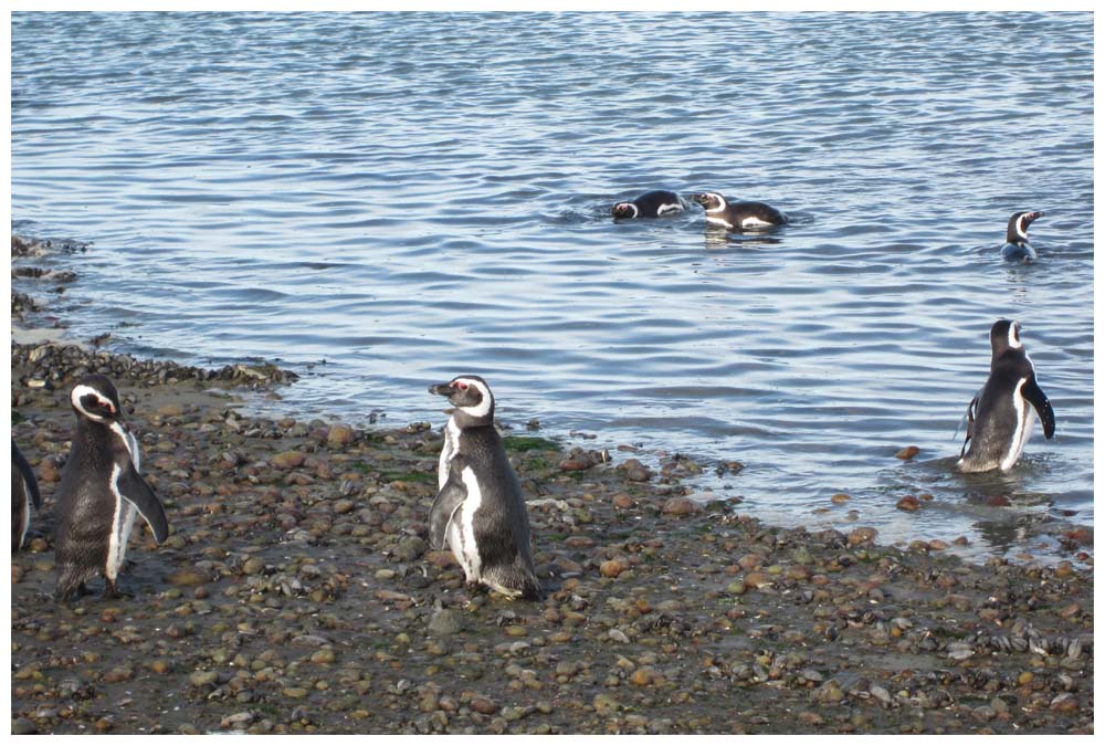 Magellanpinguine bei Puerto San Julián