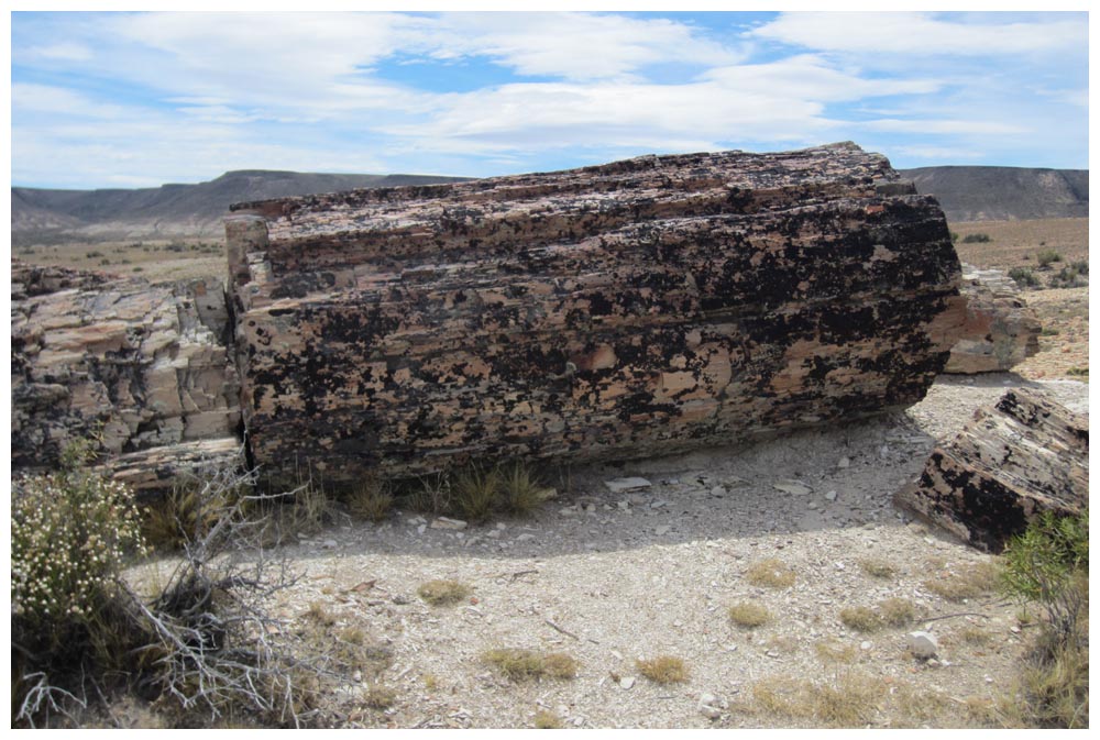 Monumento Natural Bosque Petrificado Jaramillo