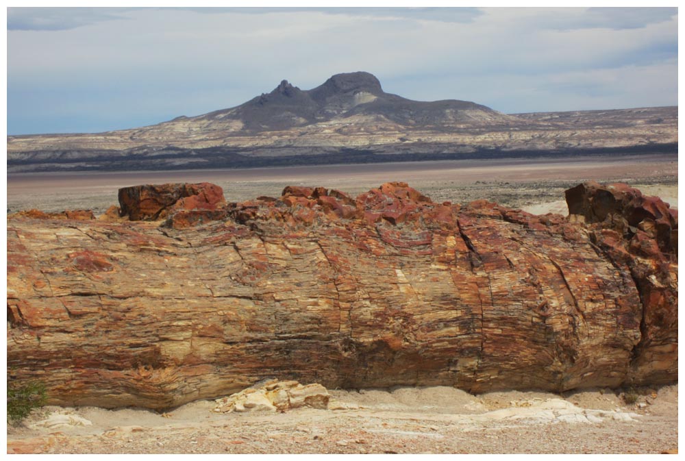 Monumento Natural Bosque Petrificado Jaramillo