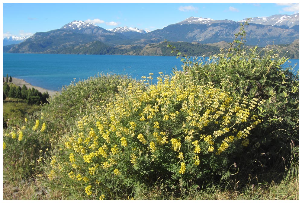 Lago General Carrera bei Puerto Tranquilo