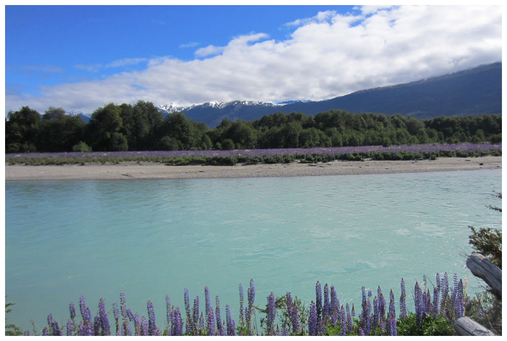 Lupinen an der Carretera Austral