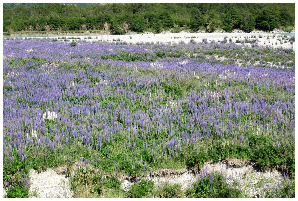 Lupinen an der Carretera Austral