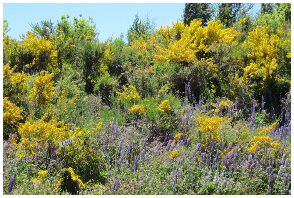 Lupinen und Ginster an der Carretera-Austral