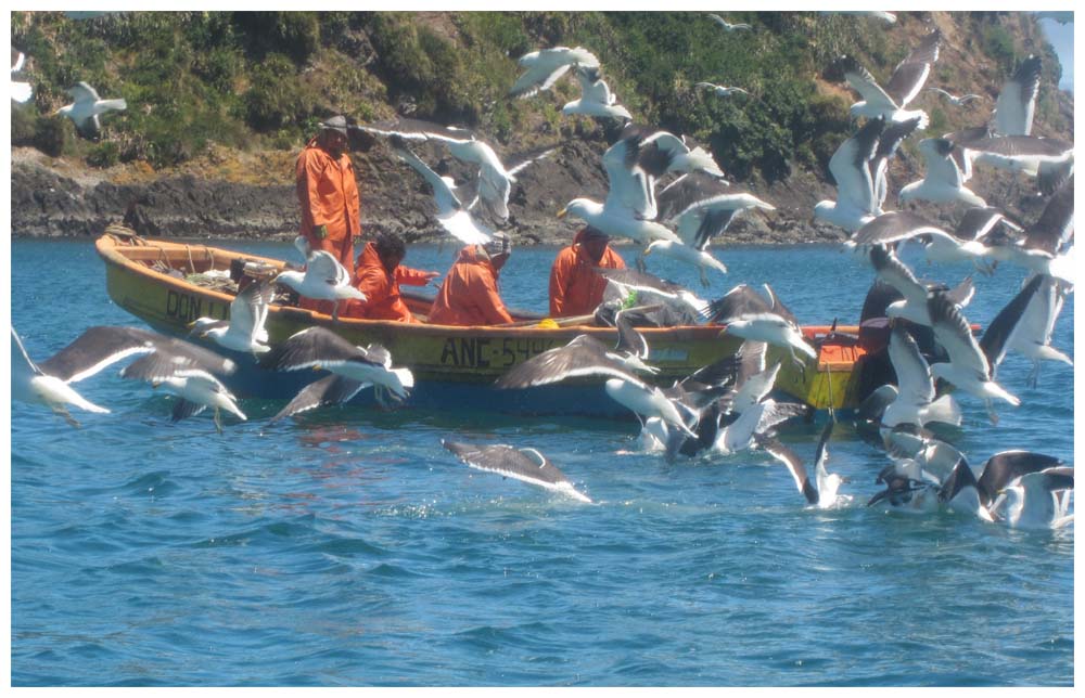 Dominikanermöwen bei den Puñihuil-Inseln auf Chiloé