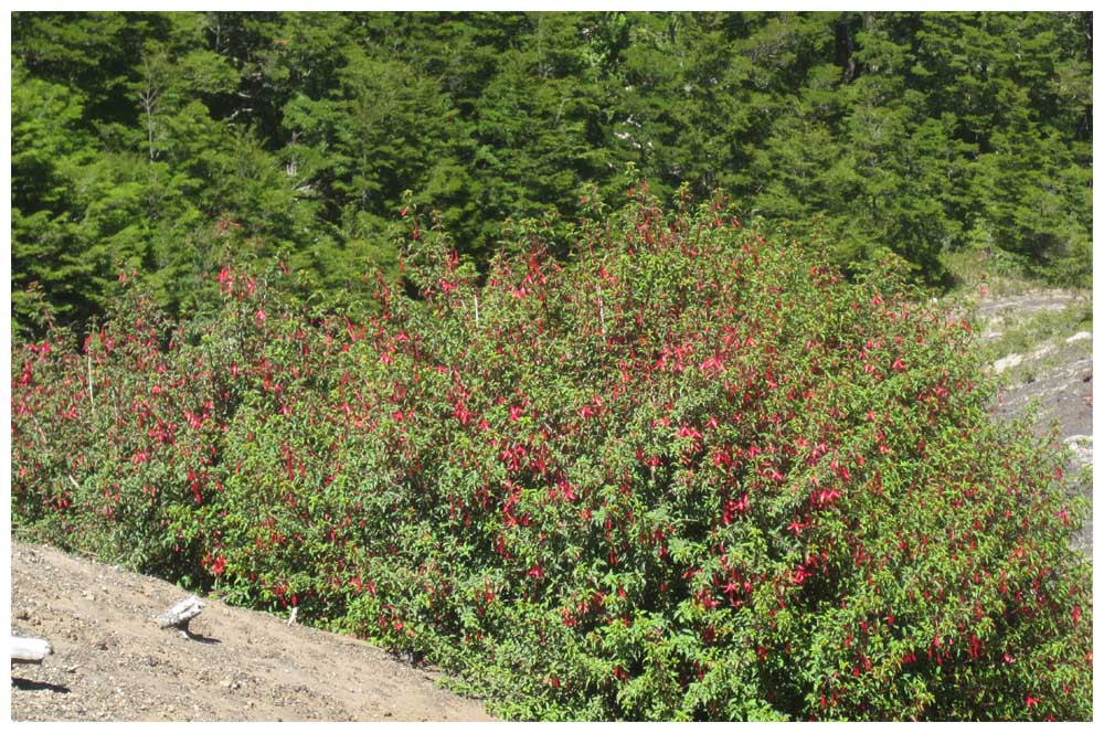 Fuchsia magellanica, Chilco, Fuchsie