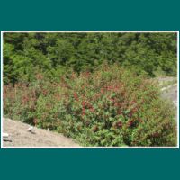 120101003-Fuchsia-magellanica.jpg