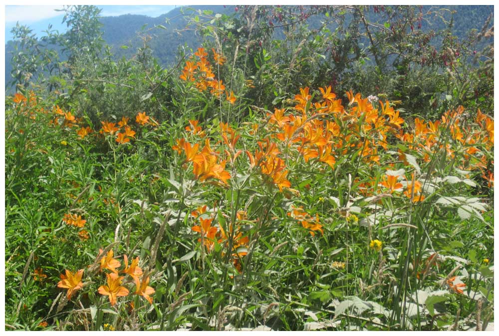 Alstroemeria aurea, Amancay