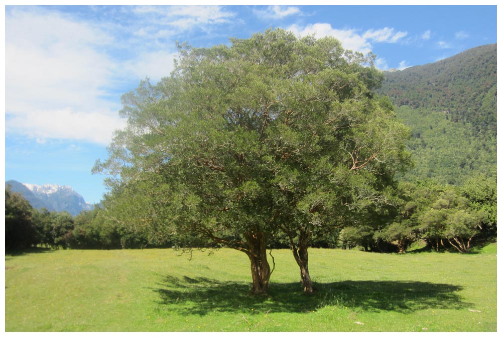 Cochamó, Arrayanes