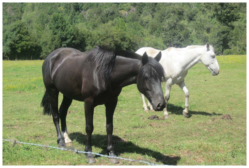 Cochamó, Pferde