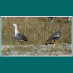 Chloephaga picta, Cauquen comun, Upland goose, Große Magellangans