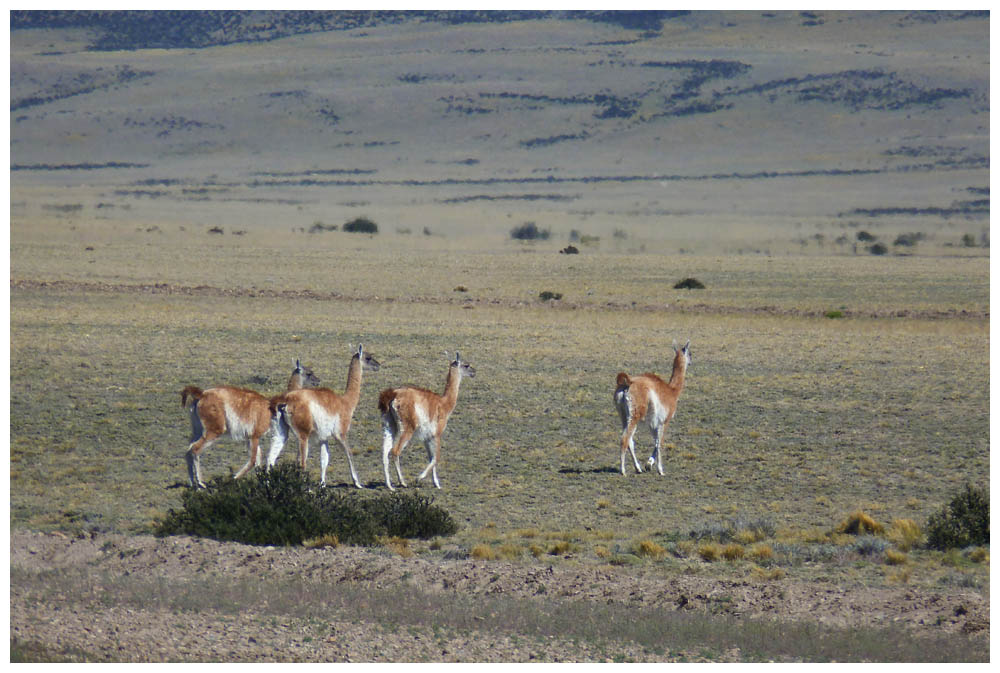 Guanacos neben der Ruta 40