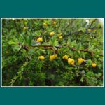 El Chalten, Berberis buxifolia, Calafate