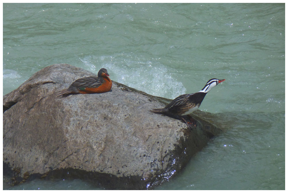 Merganetta armata, Pato de torrente, Torrent duck, Sturzbachente