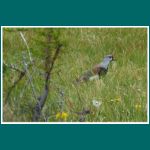 Beim Lago Viedma, Vanellus chilensis, Bronzekiebitz