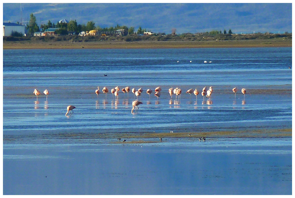 Flamingos im Lago Argentino bei El Calafate