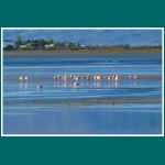 Flamingos am Lago Argentino in El Calafate