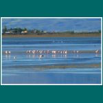 Flamingos am Lago Argentino