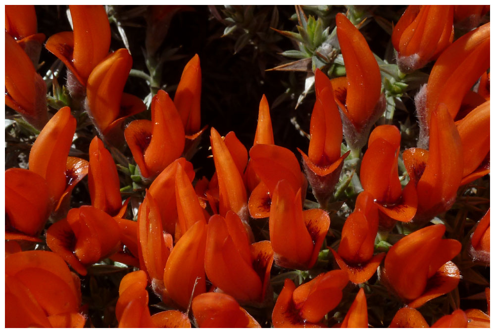 Anarthrophyllum desideratum, Rote Polsterpflanze, Mata guanaco, Neneo macho, Lengua de fuego