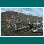 Verbrannte Erde im Nationalpark Torres del Paine