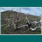 Parque Nacional Torres del Paine nach der verheerenden Brandkatastrophe